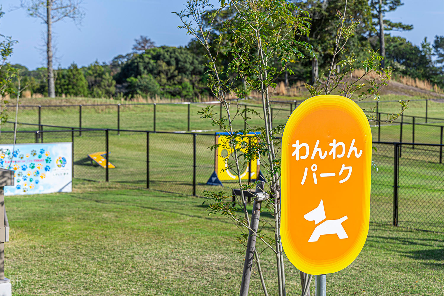 ドッグランを駆け回る！