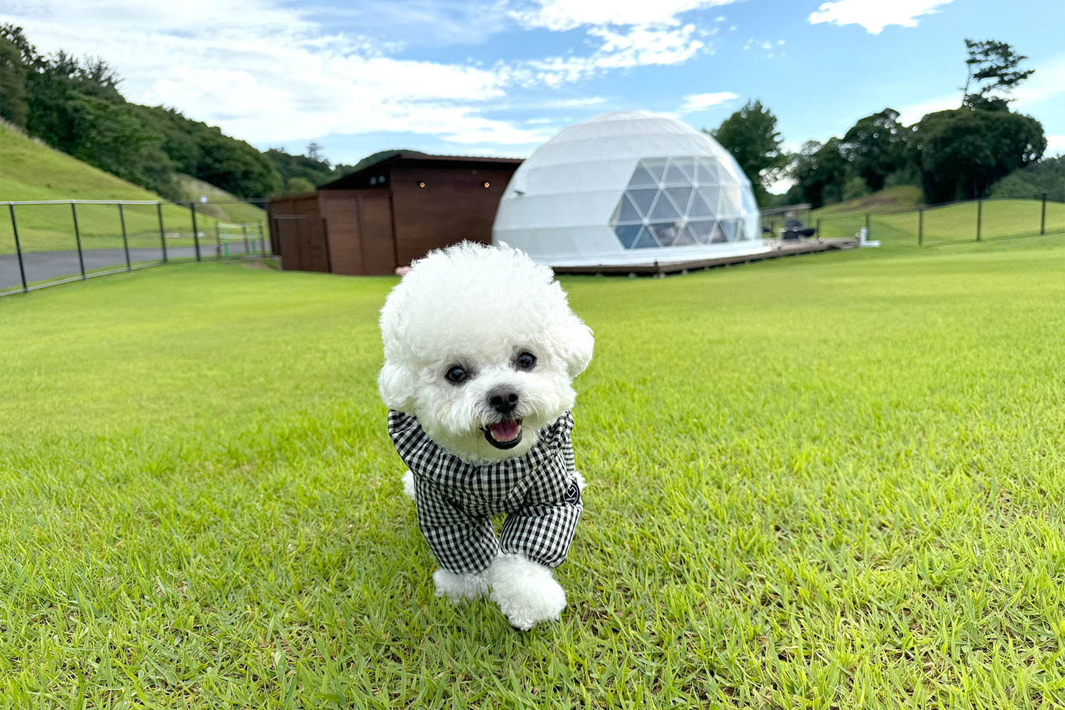 朝の散歩