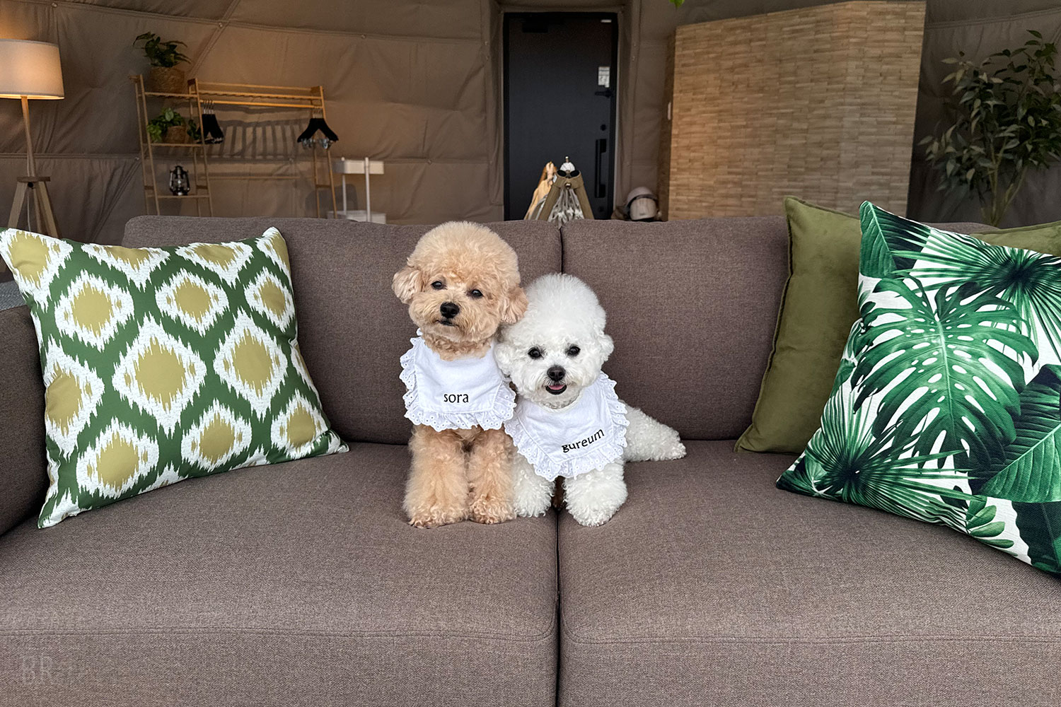 犬種制限なし、大型犬もOK！充実のドッグフレンドリーサービスで愛犬と一緒にグランピング