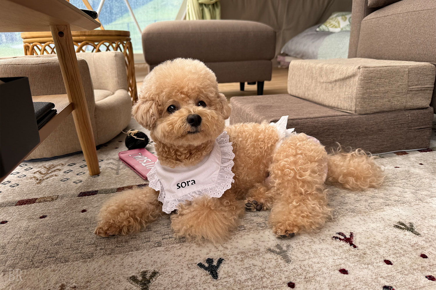 愛犬 Relaxのとき