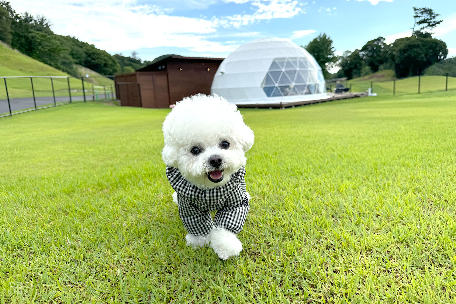 愛犬 Activeのとき