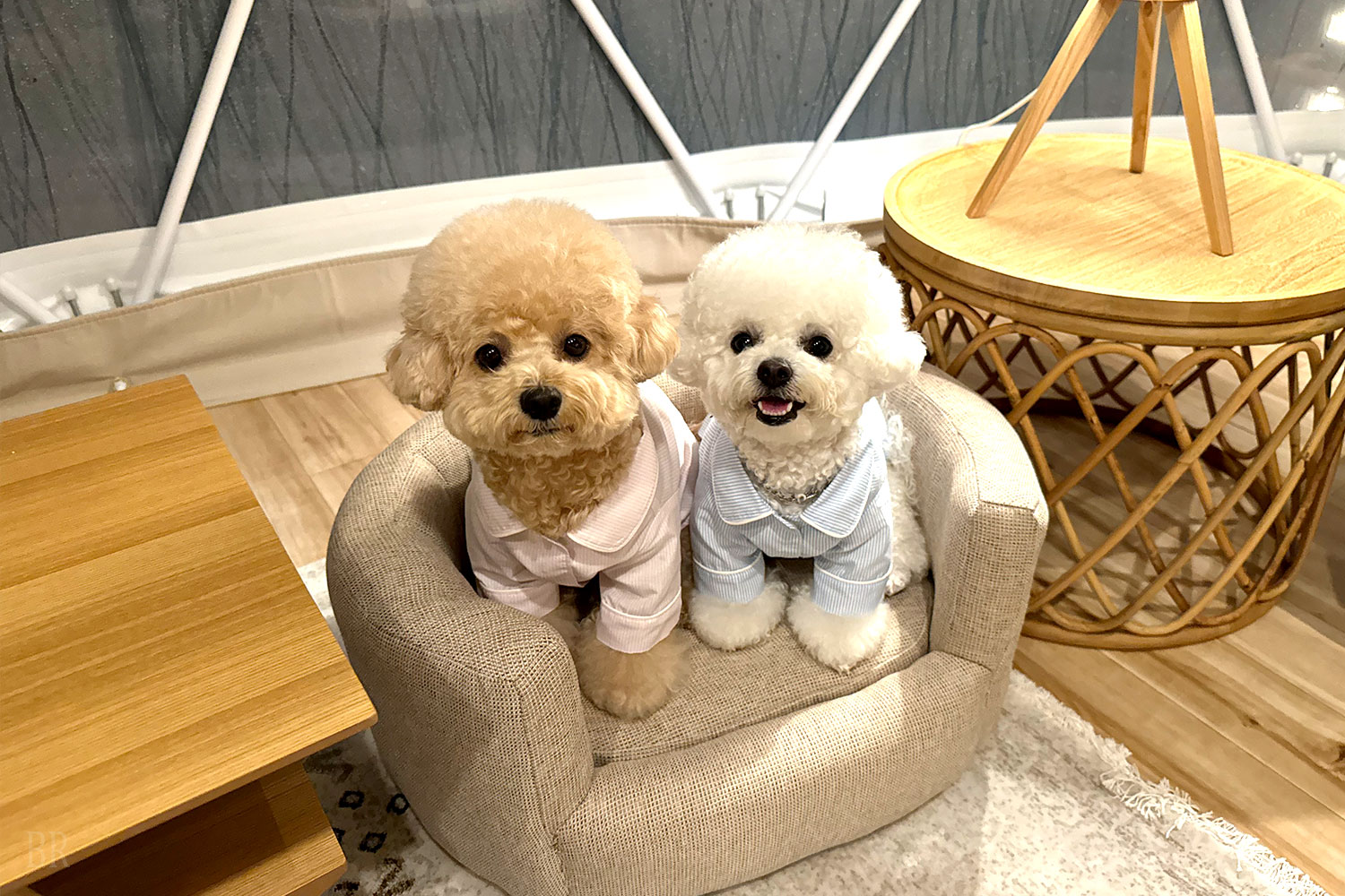 愛犬と楽しむ